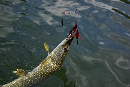 Lac de Villefranche-de-Panat, © Fédération de Pêche de l'Aveyron