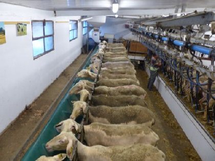 Salle de traite, C. VESY