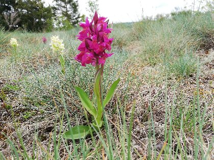 Flore remarquable de printemps, La Forge de Milou