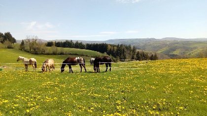 Roc'Aubrac - école d'équitation Western, 
