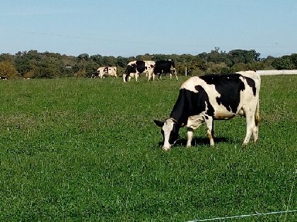 vaches aux prés, Gîte de charme à la ferme