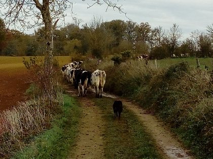 nos vaches en promenade, Gîte de charme à la ferme