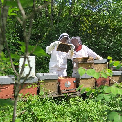 Stage Découverte de l'Apiculture