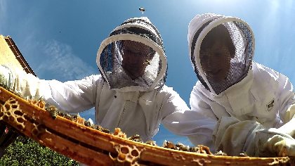 Discovery course - Learn the essentials for creating your very first apiary