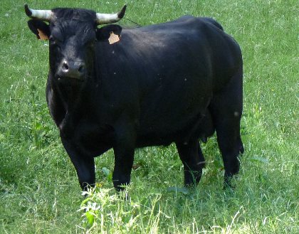 MAS D'HERENS, MAS D'HERENS