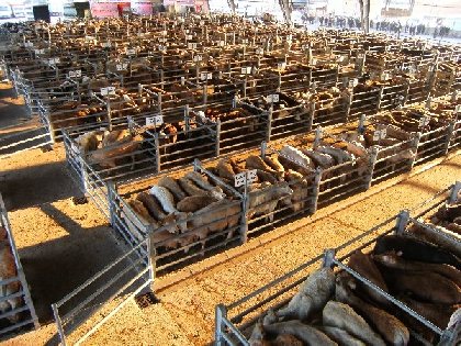Circuit de Larqué - Les boucles des Causses à l'Aubrac, 