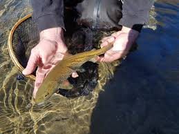 Pêche à la truite , 