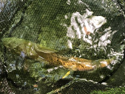 Pêche Aveyron Sensations, 