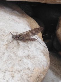 March brown ou rythrogena Germanica, guide de pêche Aveyron , 