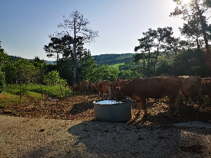 Les mères retournent en pâture après la tétée, IRVA