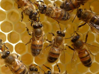 Apiculture, la ferme du Puech Deltour