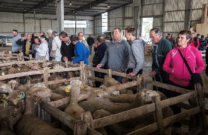 Visite guidée du marché aux bestiaux de Laissac (groupe), Office de Tourisme des Causses à l'Aubrac