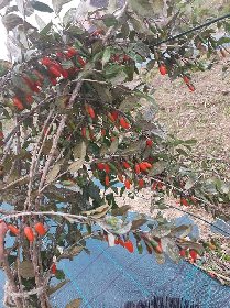 Domaine du Ségala, Domaine du Ségala