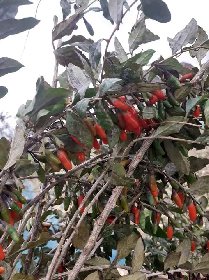 Domaine du Ségala, Domaine du Ségala