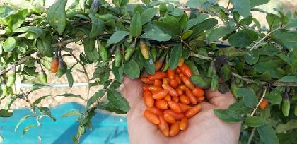 Domaine du Ségala, Domaine du Ségala