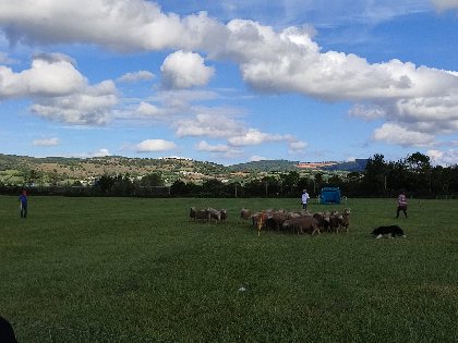 Concours de chiens de berger à Sévérac-le-Château