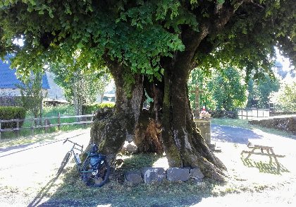 Le vieux tilleul à Nigresserre, OFFICE DE TOURISME DU CANTON DE MUR DE BARREZ