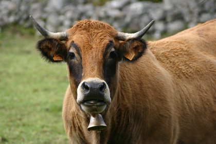 Cyclotourisme : Les Vallées de la Bromme et du Siniq, OFFICE DE TOURISME DU CANTON DE MUR DE BARREZ
