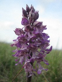 Aire de pique-nique à la Novis , Office de Tourisme des Causses à l'Aubrac