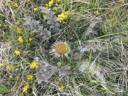 Aire de pique-nique à la Novis , Office de Tourisme des Causses à l'Aubrac