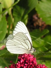 Randonnée : le circuit de Bel-Air, OFFICE DE TOURISME DU CANTON DE MUR DE BARREZ