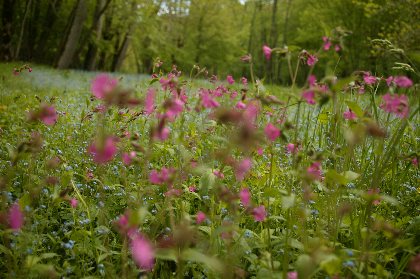 Randonnée : le bois de Murols, OFFICE DE TOURISME DU CANTON DE MUR DE BARREZ