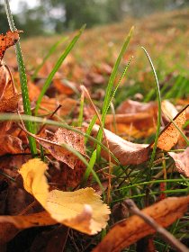 Randonnée : le bois de Murols, OFFICE DE TOURISME DU CANTON DE MUR DE BARREZ