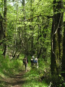 Randonnée : le bois de Murols, OFFICE DE TOURISME DU CANTON DE MUR DE BARREZ