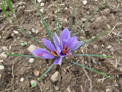 Randonnée : le bois de Murols, OFFICE DE TOURISME DU CANTON DE MUR DE BARREZ