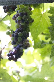 Randonnée : le château de Valon, OFFICE DE TOURISME DU CANTON DE MUR DE BARREZ