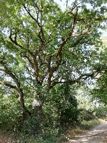 VTT - Circuit 17 Les Grands Chemins, Manuel Genestout