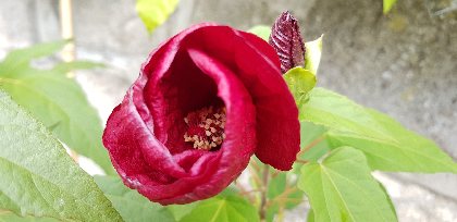 Le Mas Rolland, Le Mas Rolland