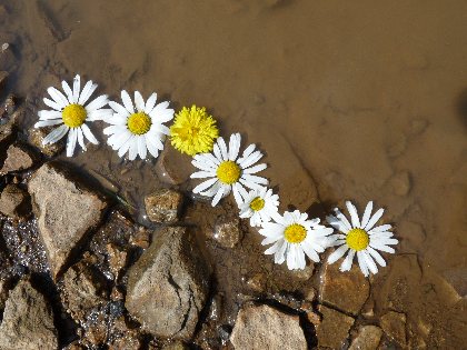 Besoin de Nature  - Balade artistico poétique, Besoin et Nature