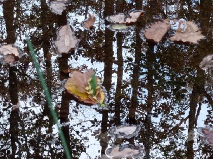 Besoin de Nature  (Groupes), Besoin et Nature