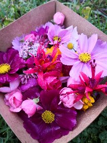 Les jardins de l'instant végétal, Les jardins de l'instant végétal