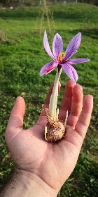 Les jardins de l'instant végétal, Les jardins de l'instant végétal