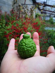 Les jardins de l'instant végétal, Les jardins de l'instant végétal