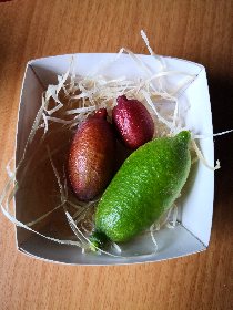 Les jardins de l'instant végétal, Les jardins de l'instant végétal