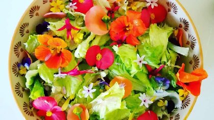 Les jardins de l'instant végétal, OT Villefranche-Najac