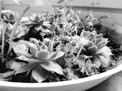 Gîte du Soulié, Gîte du Soulié