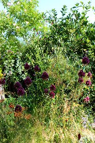 Massif arbre à faissans, Le Presbytere