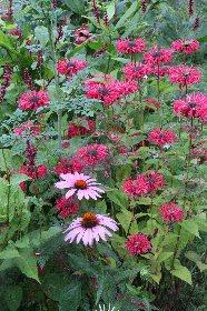 Un peu de Rose!, Le Presbytere