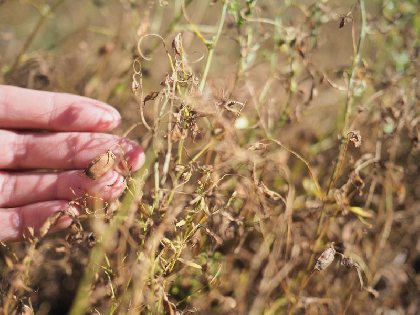 Les Frontilles Lentilles blondes avant récolte, LES FRONTILLES