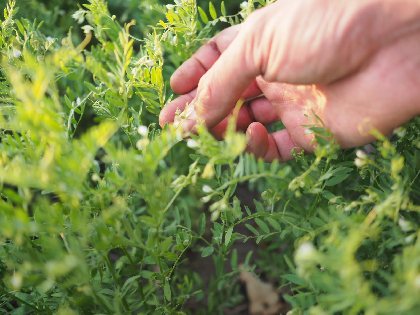 Les Frontilles Lentilles blondes en fleurs, les frontilles