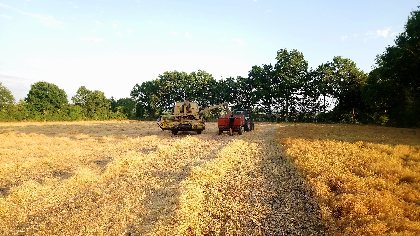 Moisson : La récolte des lentilles blondes en Aveyron , LES FRONTILLES