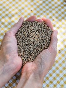 Les Frontilles lentilles blondes du Lévézou - Pareloup, LES FRONTILLES