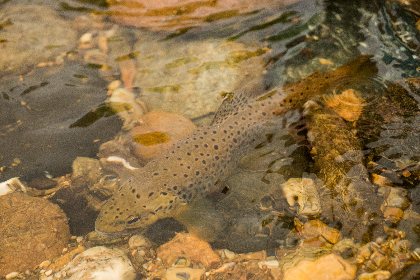 Le Lot amont de St Geniez-d'Olt à St Laurent-d'Olt no kill, Fédération de pêche de l'Aveyron