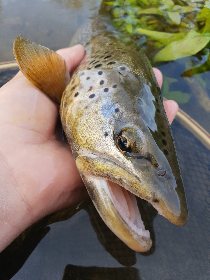 L'Aveyron à Laissac pont d'Ampiac (no kill truite) , Fédération de pêche de l'Aveyron