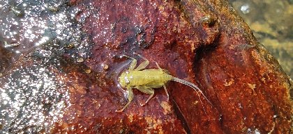 L'O à la Mouche, L'O à la mouche