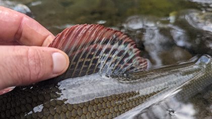 L'O à la Mouche, L'O à la mouche
